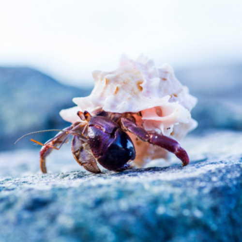 hermit crab feeling angry or nervous
