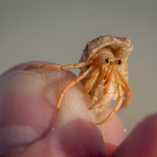 Cute Hermit crab on a mans finger