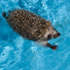 a hedgehog swimming in a pool