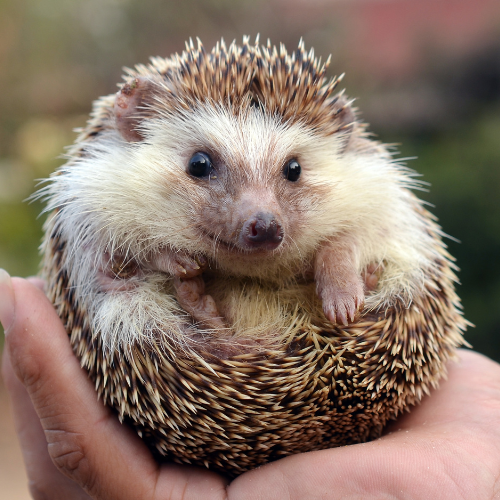 cute hedgehog in a ball