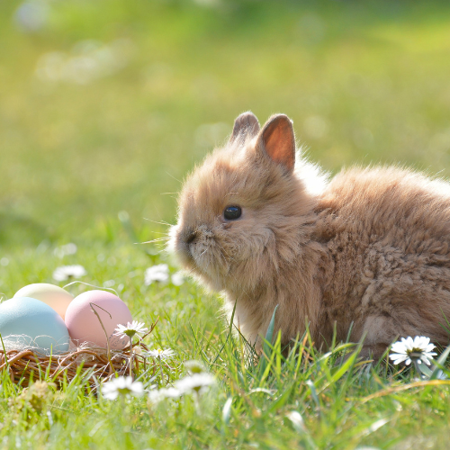 do rabbits lay eggs - a rabbit looking at some eggs