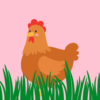 chicken stood next to grass