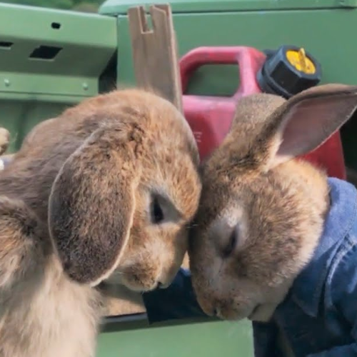 How do rabbits apologize?