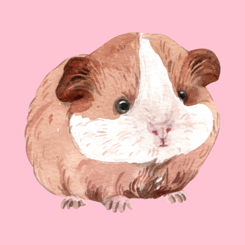how intelligent is a guinea pig