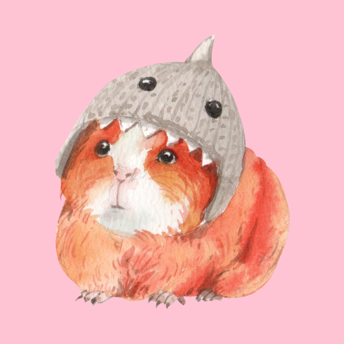 funny guinea pig with hat