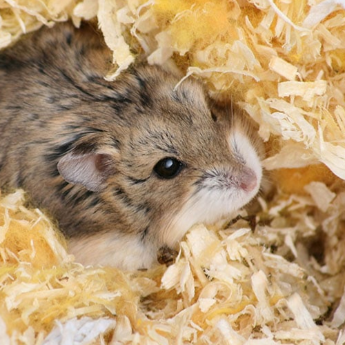 hamster eating bedding