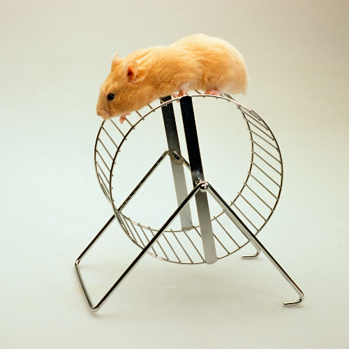 hamster on hamster wheel