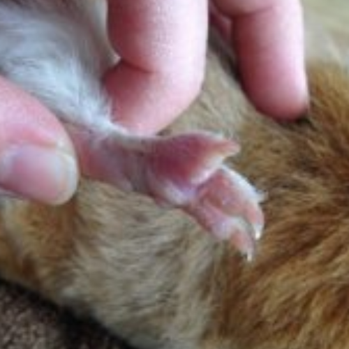 Inflamed guinea pig foot
