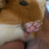 guinea pig foot spurs