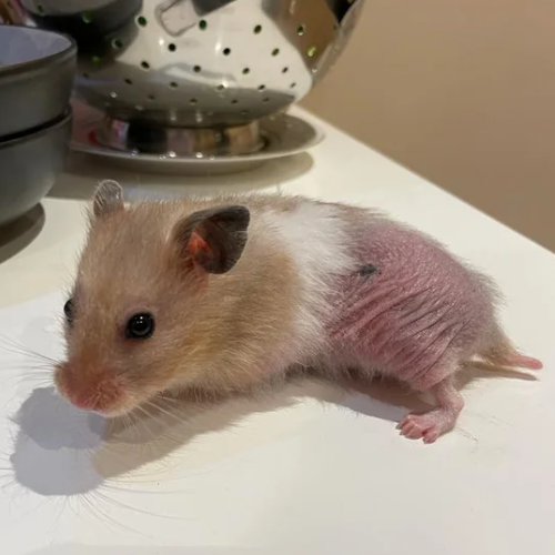 Cushing's Disease in Hamsters – Symptoms, Treatments [Updated]
