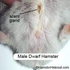 Hamster Scent Glands
