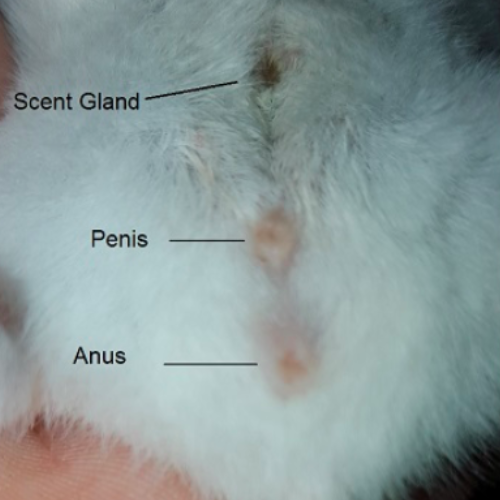Hamster scent glands