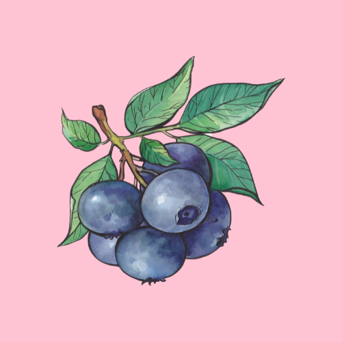 blueberries cartoon image
