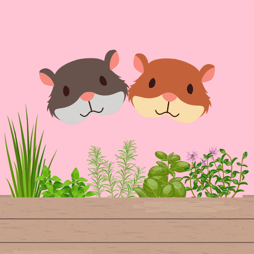Can hamsters eat thyme?