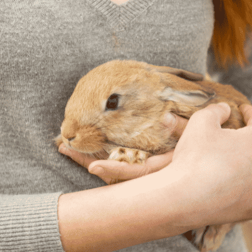 holding rabbits like babies