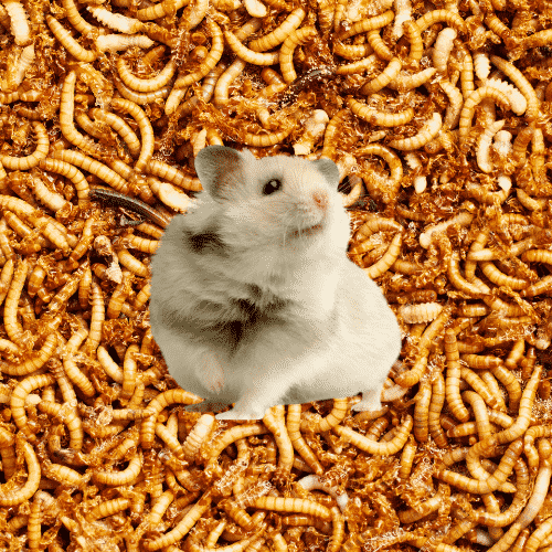 mealworms how many for a hamster?