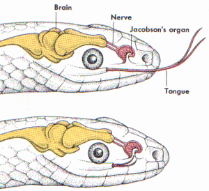 Why do snakes have nostrils