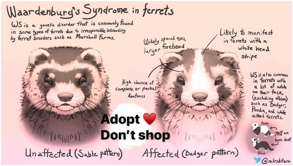 Waardenburg Syndrome in ferrets