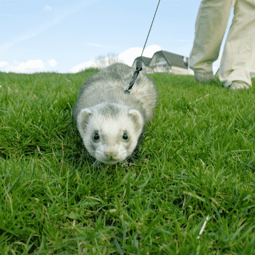 lifespan in ferrets (marshall ferrets)