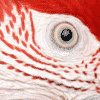 Why Do Parrots' Eyes Dilate When They Talk