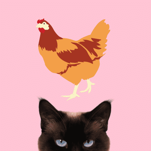 can-cats-eat-cornish-hens