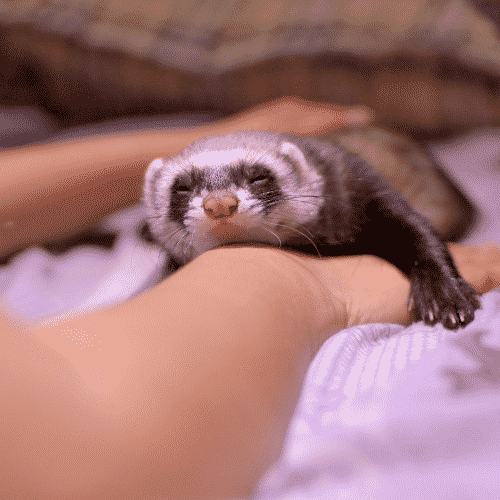 Are Ferrets Affectionate?