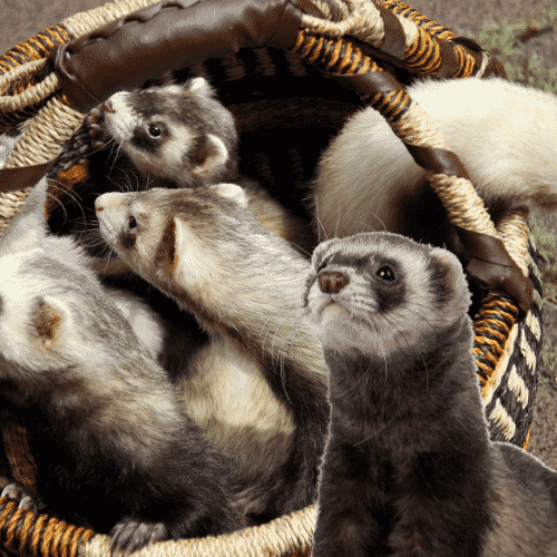 do ferrets like to cuddle?