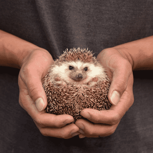 Best pets for college students - Hedgehog