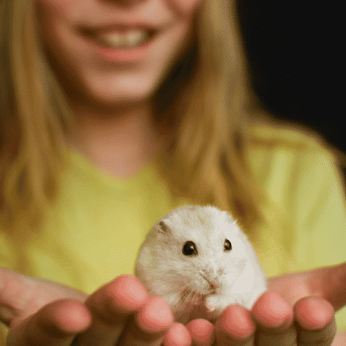Best pets for college students - Hamsters