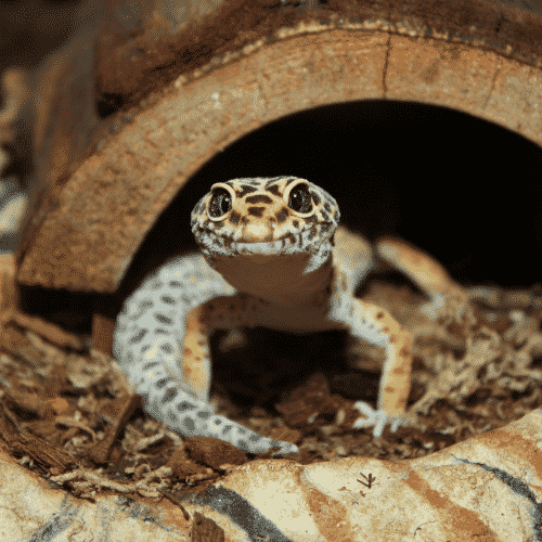 Best pets for college students - Lizards