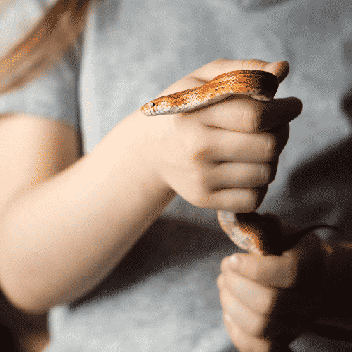 Best pets for college students - Snakes