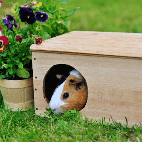 Best pets for college students - Guinea Pigs