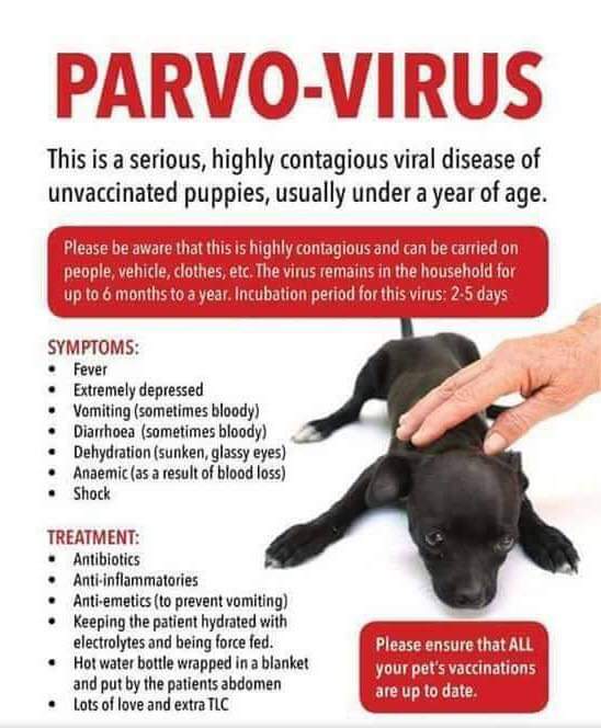 treating parvo virus without a vet