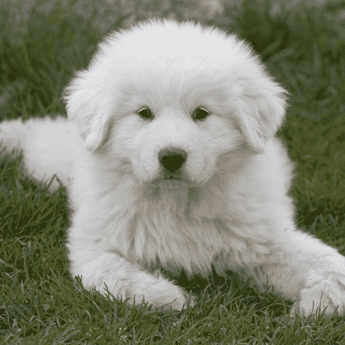 problems with Great Pyrenees behavior