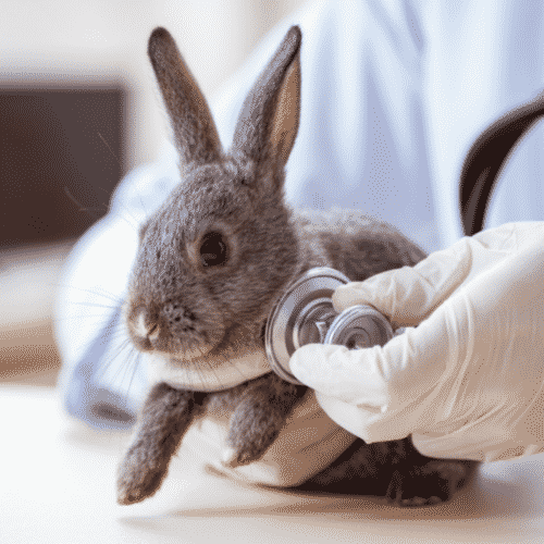Hunched Posture In Rabbits