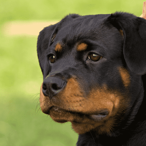 why do rottweilers growl