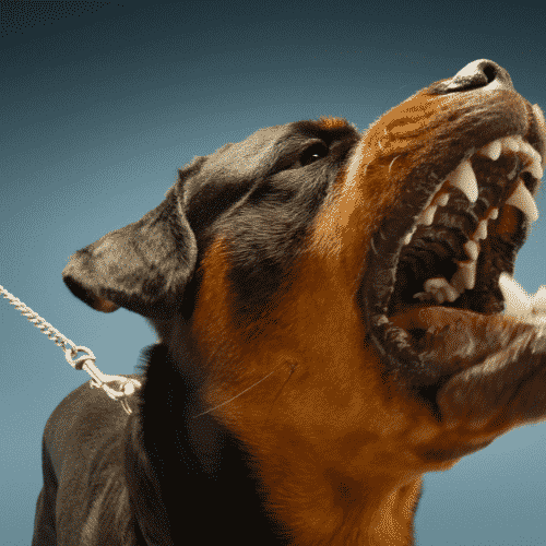 why do rottweilers growl