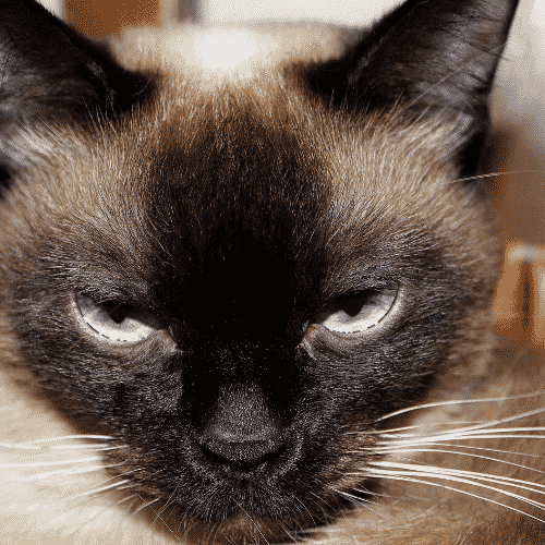 Why Do Siamese Cats Bite So Much?