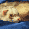 Signs of Old Age In Ferrets