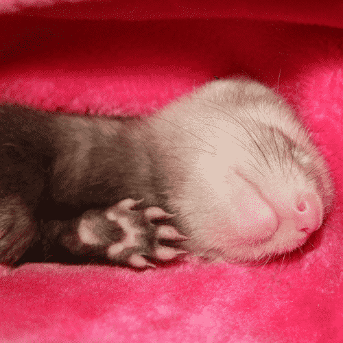 baby ferret signs