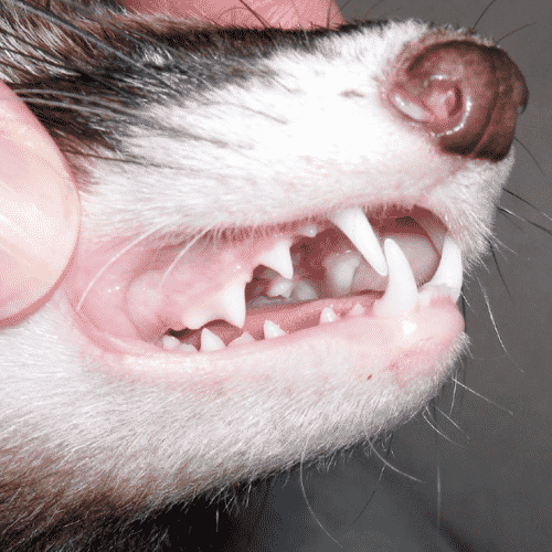 are ferret teeth charts accurate?