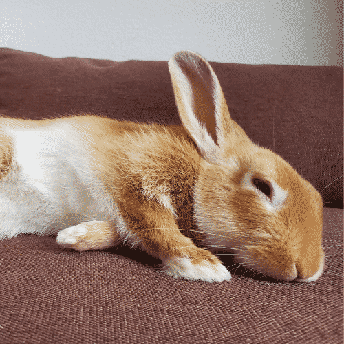 what things do rabbits like to sleep on?