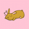 what do rabbits like to sleep on?
