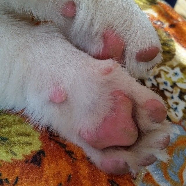 pink paws