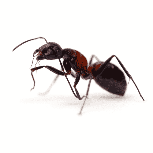 Black ants - best ants