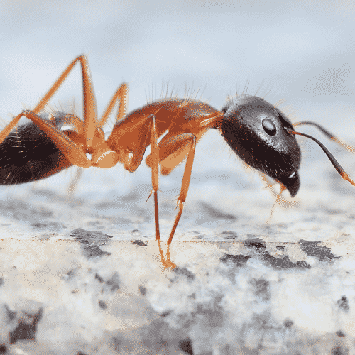 carpenter ants - best ants