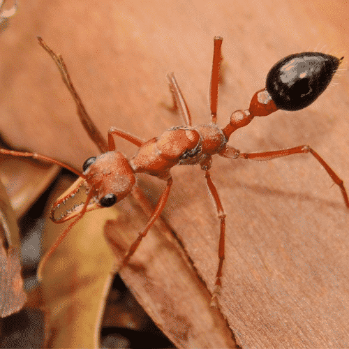 bulldog ants - best ants for ant farm