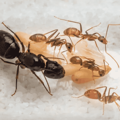 best ants queen ant