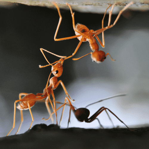 best ants for ant farm
