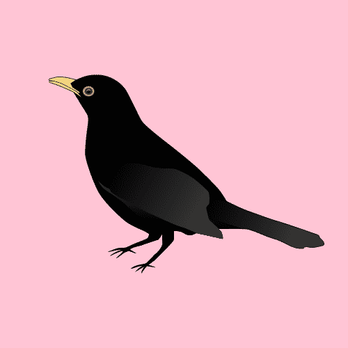 how do crows talk?